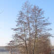 Alnus glutinosa: Bild 1/5