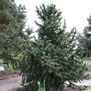 Pinus aristata - Fuchsschwanzkiefer