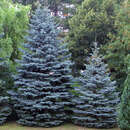 Sämlings-Blaufichte - Picea pungens glauca