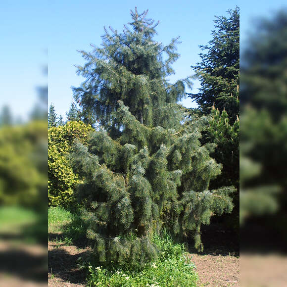 Picea breweriana: Bild 4/5 Picea breweriana: Bild 4/5