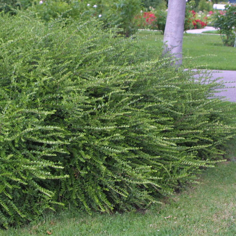 Immergrüne Heckenkirsche Lonicera nitida 'Hohenheimer Findling'