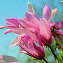 Magnolia 'Ricki' - Magnolie