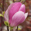 Magnolia soulangeana 'Rustica Rubra': Bild 1/5