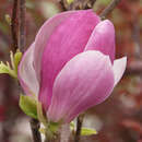 Tulpenmagnolie - Magnolia soulangeana 'Rustica Rubra'