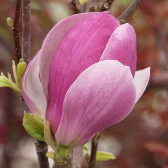 Magnolia soulangeana 'Rustica Rubra'