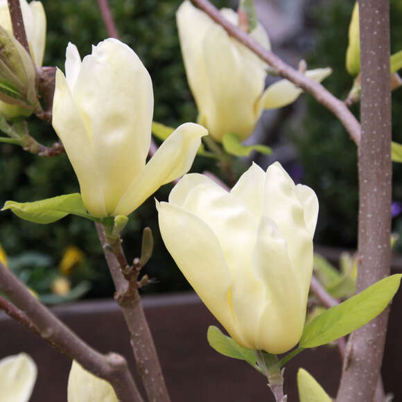 Magnolia 'Elizabeth': Bild 3/7 Magnolia 'Elizabeth': Bild 3/7