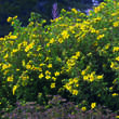 Potentilla fruticosa 'Goldfinger': Bild 6/6