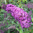 Buddleja davidii 'Operette': Bild 2/3