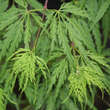 Acer palmatum 'Dissectum': Bild 1/9