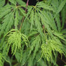 Acer palmatum 'Dissectum' - Japanischer Schlitzahorn