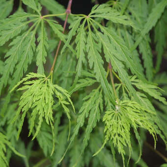 Acer palmatum 'Dissectum'