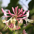 Lonicera periclymenum 'Belgica': Bild 1/1