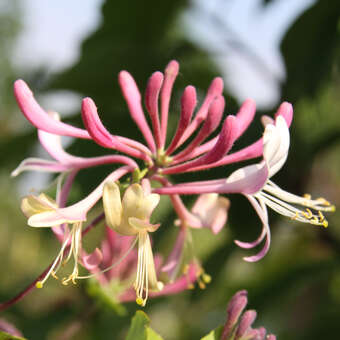 Lonicera periclymenum 'Belgica'