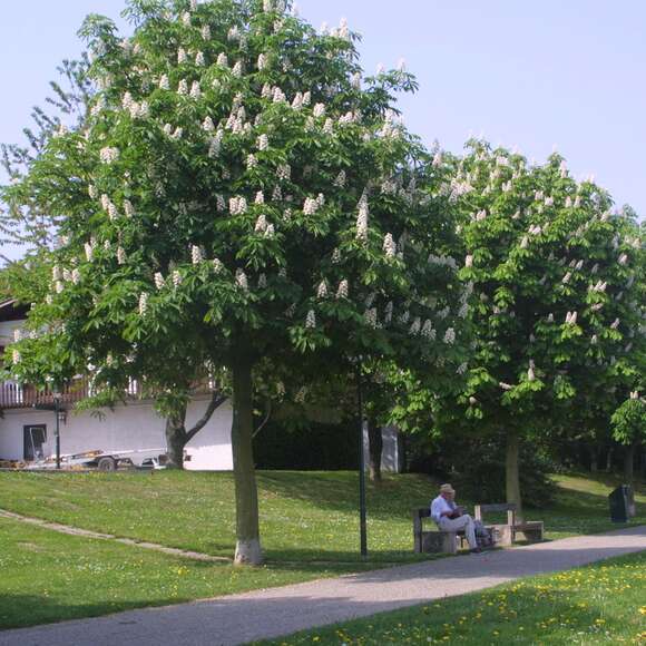 Aesculus hippocastanum: Bild 9/9 Aesculus hippocastanum: Bild 9/9