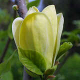 Magnolia brooklynensis 'Yellow Bird' - Gelbe Magnolie
