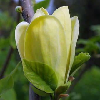 Magnolia brooklynensis 'Yellow Bird'