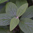 Viburnum rhytidophyll. 'Willowwood': Bild 2/5