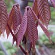 Aesculus parviflora: Bild 4/7