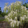 Wisteria floribunda 'Shiro-noda' ('Longissima Alba'): Bild 5/8