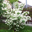 Philadelphus 'Schneesturm': Bild 1/1