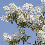 Amelanchier laevis - Felsenbirne