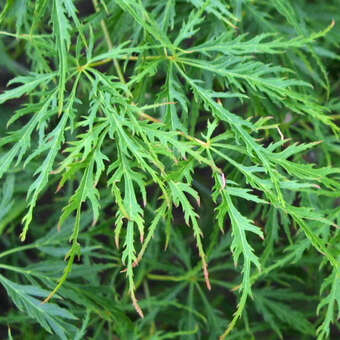 Acer palmatum 'Filigree'