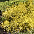 Chamaecyparis pisifera 'Filifera Aurea Nana': Bild 4/4