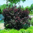 Prunus cistena: Bild 2/2