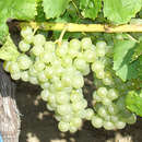 Weinrebe - Vitis vinifera 'Gutedel Weiß'