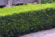 Buxus sempervirens: Bild 5/15