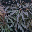 Acer palmatum 'Crimson Queen': Bild 1/7