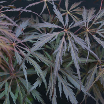 Acer palmatum 'Crimson Queen'