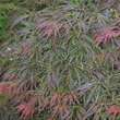 Acer palmatum 'Lion Heart': Bild 1/1