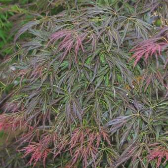 Acer palmatum 'Lion Heart'