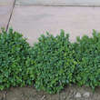 Buxus sempervirens 'Blauer Heinz': Bild 2/9