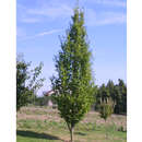 Carpinus betulus 'Frans Fontaine' - Säulen-Hainbuche