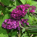 Buddleja davidii 'Royal Red' - Sommerflieder