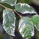 Zelkova serrata 'Variegata' - Weißbunte Zelkove