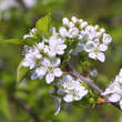 Prunus domestica insititia: Bild 3/9
