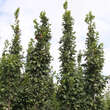 Carpinus betulus 'Lucas': Bild 1/6