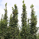 Carpinus betulus 'Lucas' - Säulen-Hainbuche