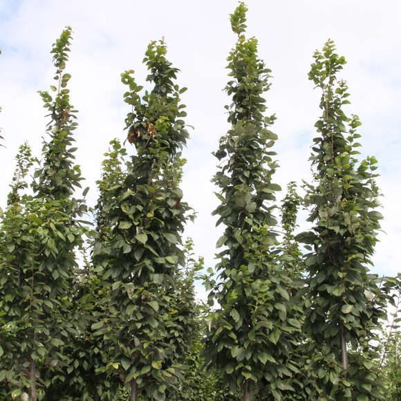 Carpinus betulus 'Lucas': Bild 1/6 Carpinus betulus 'Lucas': Bild 1/6