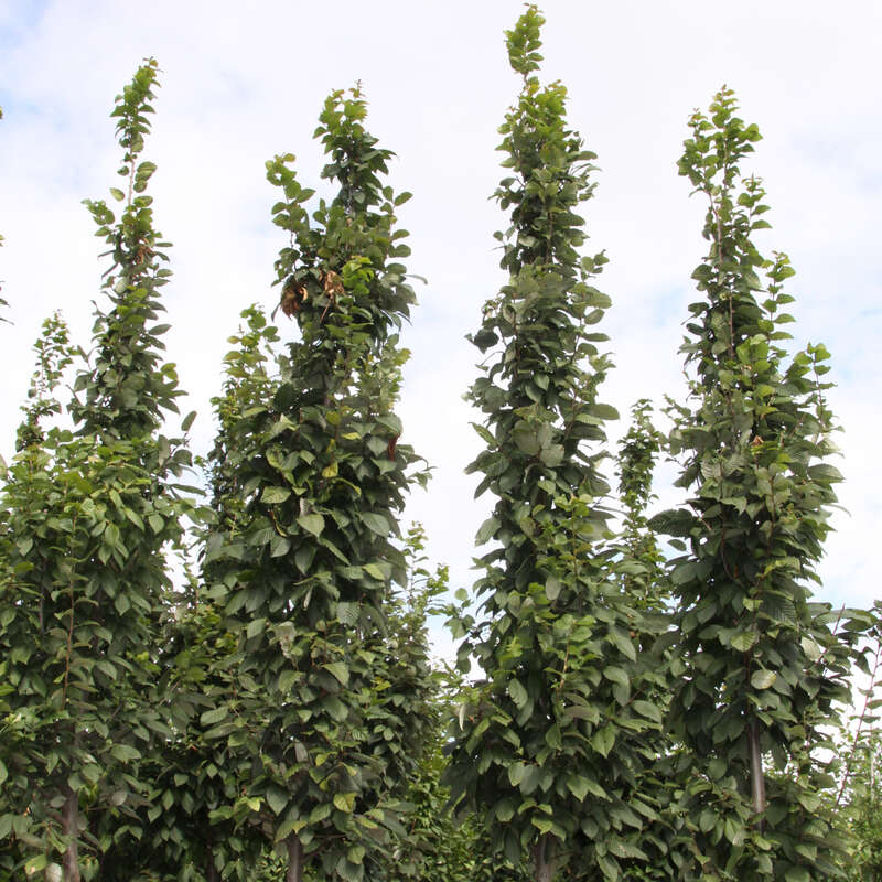 SäulenHainbuche Carpinus betulus 'Lucas'