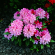 Rhododendron Yakusimanum Hyb. rosa: Bild 4/4