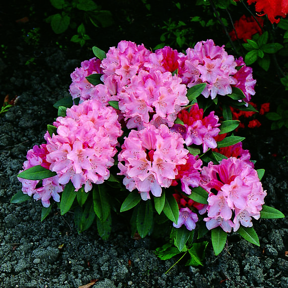 Rhododendron Yakusimanum Hyb. rosa: Bild 5/5 Rhododendron Yakusimanum Hyb. rosa: Bild 5/5