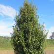 Carpinus betulus 'Albert Beekman': Bild 1/4