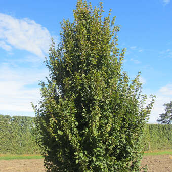 Carpinus betulus 'Albert Beekman'