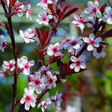 Prunus cistena - Strauch-Blutpflaume