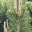 Pinus nigra 'Molette': Bild 2/2