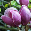 Magnolia soulangeana 'Lennei': Bild 1/6